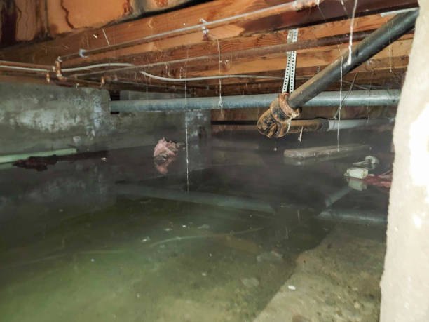 Best Mold removal after water damage  in Cresco, IA